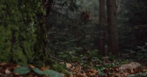 cc random forest guide