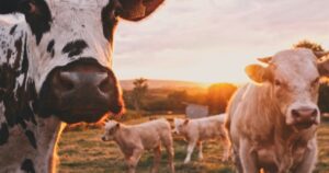 cc livestock ai weight